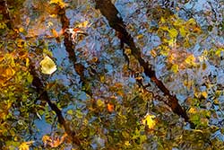 photo vines on glass